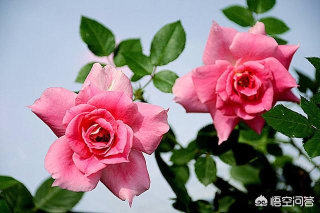 月季花的栽培与管理:月季花开花小，怎么管理让花朵变大？