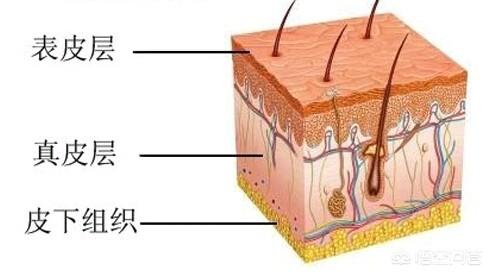 老年人怎样增强皮肤抵抗力:50岁以上的老年人身体抵抗力差，怎么养生才好？