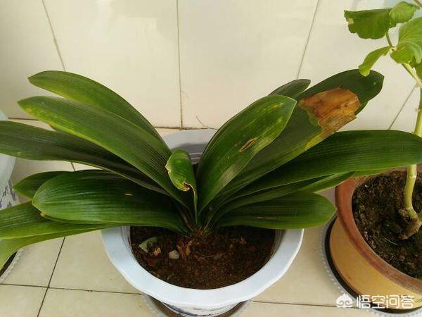 君子兰叶子发黄图片:君子兰有黄叶修剪后要浇水吗？