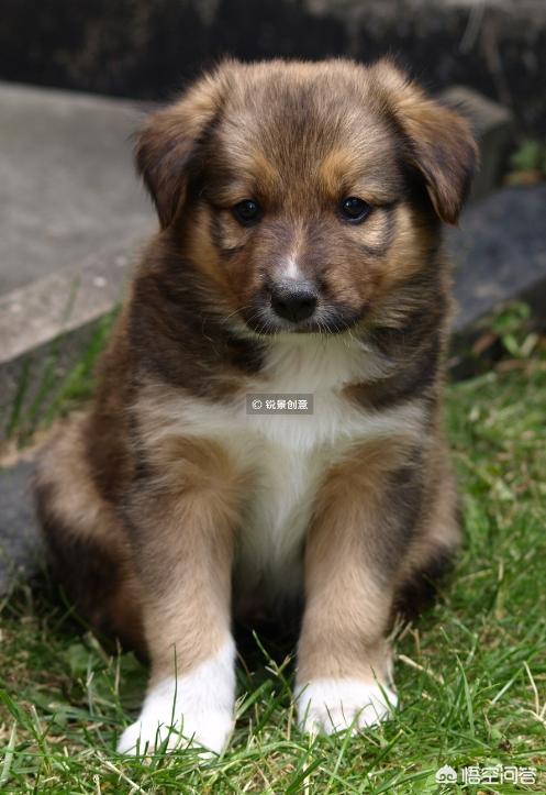 狗狗什么时候开始认主？插图22