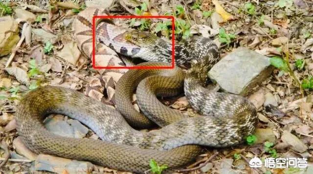 柯尔特眼镜蛇王:6米长的眼镜王蛇能杀死6米长的蟒蛇吗