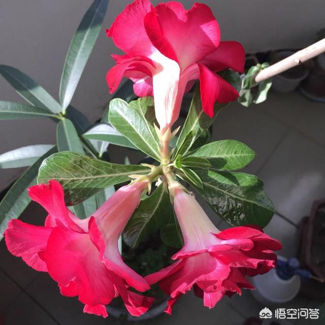 夹竹桃图片什么时候开花:夹竹桃什么时候开花 夹竹桃有青，为什么还广泛种植呢？