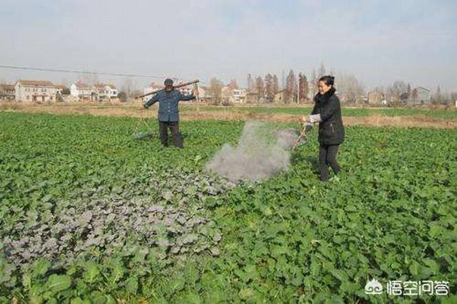 土狗子虫 是益虫:茄子在育苗期出现蝼蛄、茶黄螨虫害的症状以及防治方法有哪些？