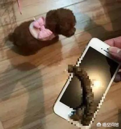 泰迪价格:巨型泰迪多少钱一只？好养吗？