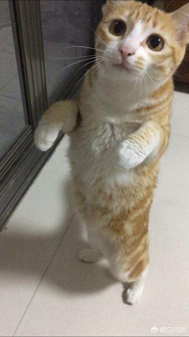 打小猫:打猫有用嘛？一岁的猫总是咬烂东西怎么办？