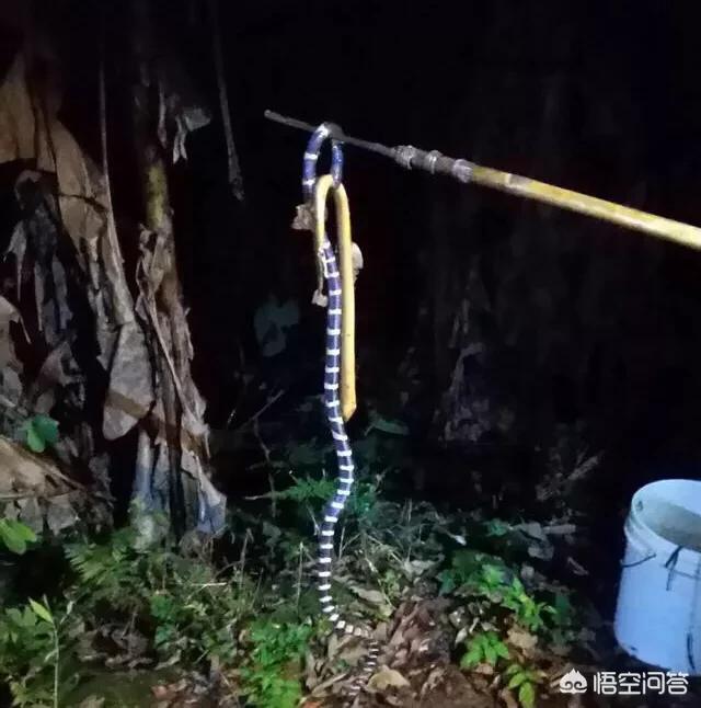蝮蛇图片 stamen:在农村如果被银环蛇咬伤，真的只能等死吗？有没有可能治愈呢？
