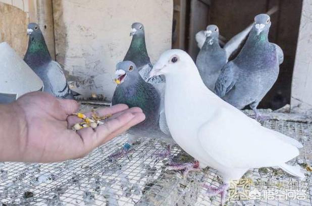 信鸽饲料:提高鸽子飞行状态吃什么粮好？