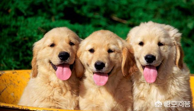 狗钩虫病:狗钩虫病会传染人吗 泰迪犬有虫时，会有怎样的现象？