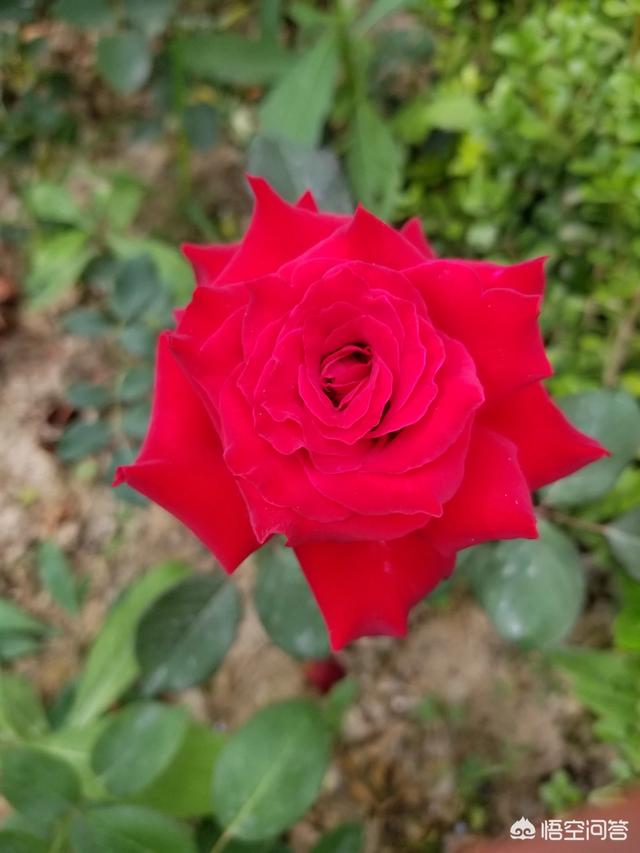 月季花的栽培与管理:月季花树能种在树荫下吗？