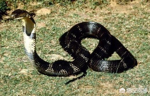 银环蛇的毒性有多强，我国最毒的蛇能在世界毒蛇里面排第几