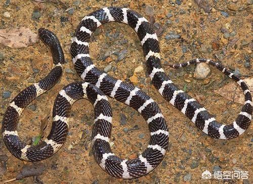 头条问答 - 农村野外的银环蛇到底有多少节呢?