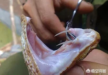 银环蛇价格:农村常见的银环蛇可以泡酒吗？怎样制作蛇酒？