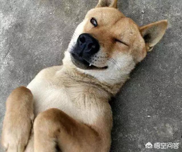 中国土狗:在中国不受欢迎的土狗，在国外受欢迎吗？理由是什么？