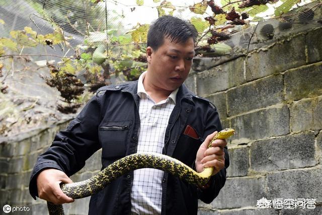 居民家中闯入两米多长蛇，有的农村庭院老是有蛇出没，如何对待跑进家里的蛇呢？