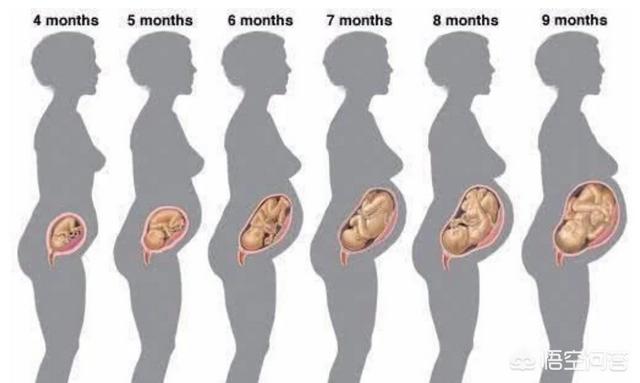 怀孕几个月肚子才会显怀，怀孕四个月肚子有多大呢会不会很显怀？