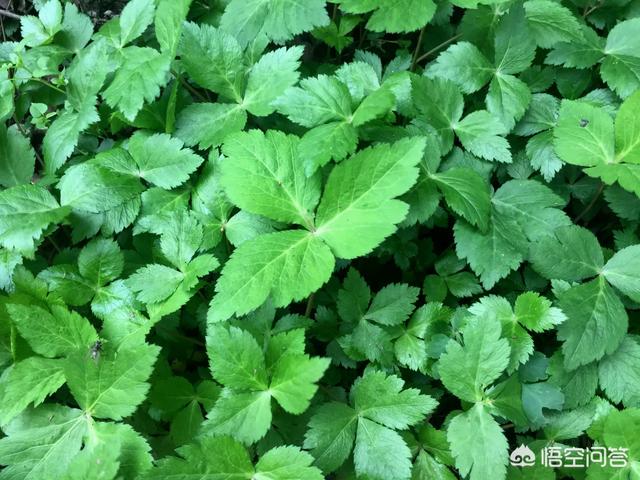 马鞭草可当野菜食用吗，农村野菜鸭脚板（植物）能吃吗