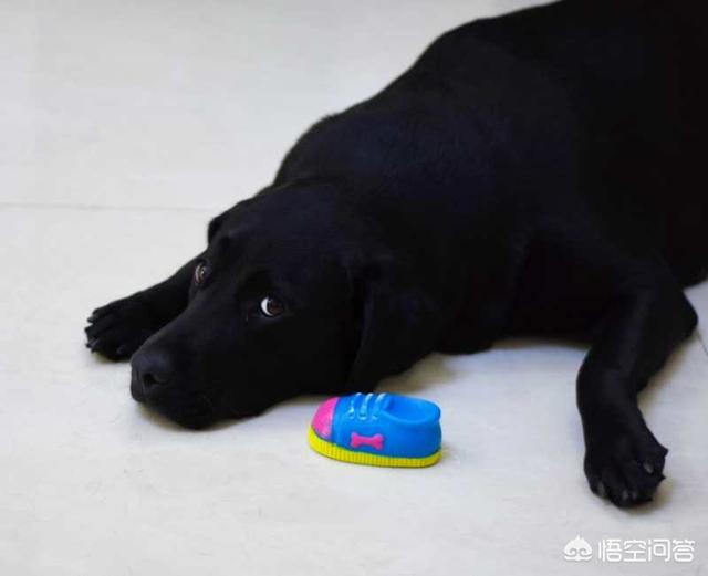 一岁的阿拉斯加犬怎么养:饲养阿拉的6个注意事项？