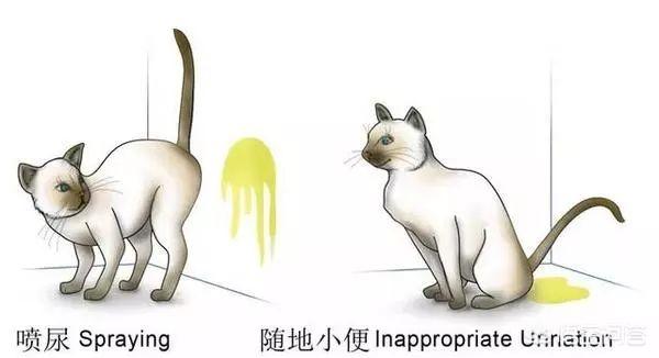 猫咪尿频尿急尿不尽用什么药:猫咪尿频尿少吃什么药合适 头条的朋友们我家猫咪这两天频繁去厕所还尿不出来应该吃什么药？