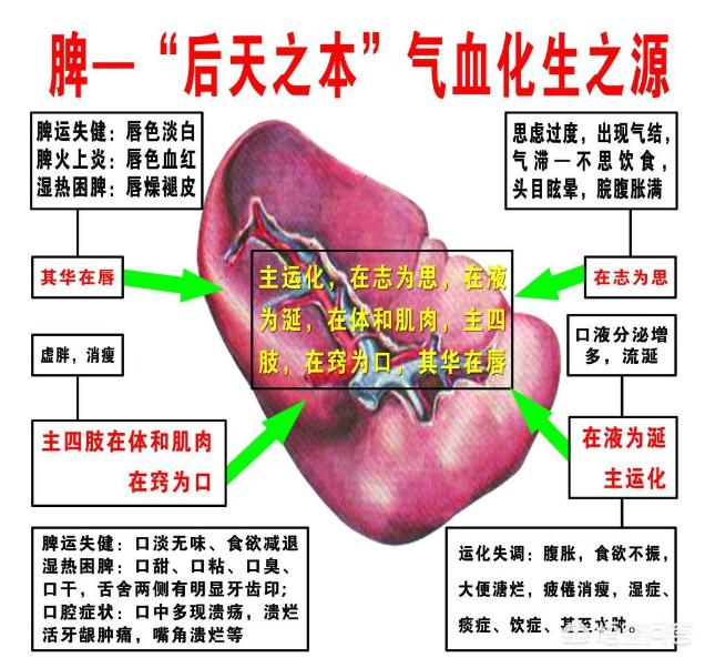 春季养生脾胃一调百病消如何自测脾虚有哪些症状与表现又该如何调理呢