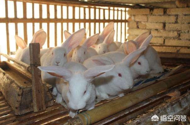 养兔如何提高养殖户的利润？