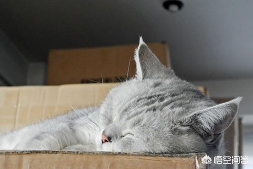 英短蓝白什么时候发腮,英短蓝猫公猫多大出腮呢？