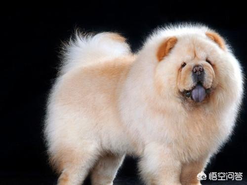 松狮犬图片:有哪些狗狗，连宠物店都不太想接？