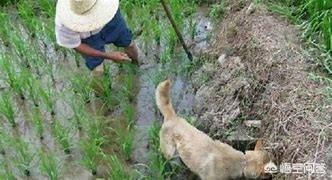 金华狗肉节永久取消:养了只泰迪，在饲养2年后，突然频频咬人，该不该送走呢？ 浙江金华狗肉节取消了?