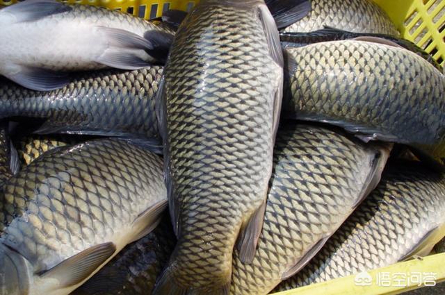 这4种鱼尽量少吃，罗非鱼被中国列为入侵物种，为什么有些吃货们却不吃罗非鱼
