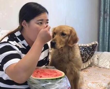 金毛狗粮:金毛吃什么狗粮好，有哪些不太贵的推荐？