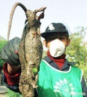 台湾未解之谜节目，切尔诺贝利巨鼠究竟是谣传还是确实存在