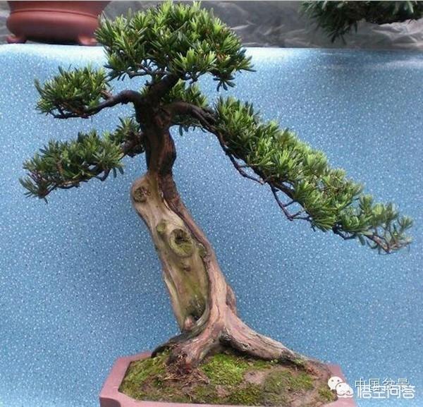 罗汉松:农村老爸特别喜欢盆景罗汉松，请问应该怎么样上盆和造型？