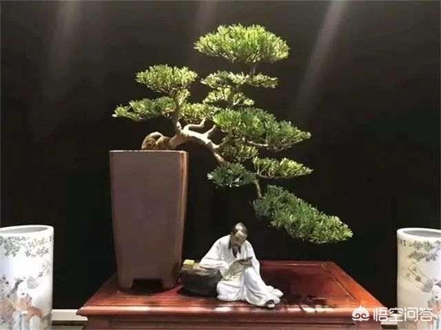 罗汉松:农村老爸特别喜欢盆景罗汉松，请问应该怎么样上盆和造型？