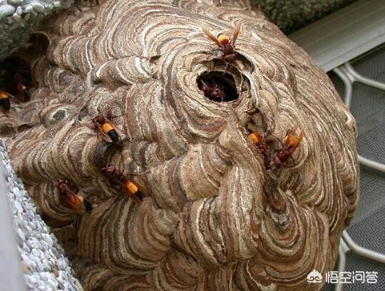 黑腹虎头蜂:养殖虎头蜂的危害都有哪些