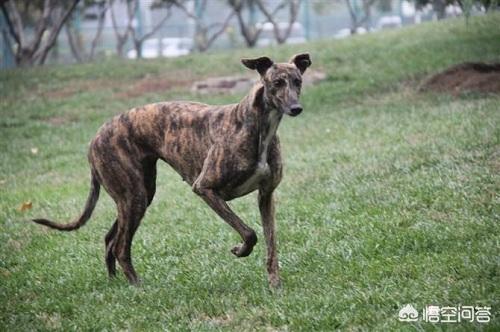 格力狗图片:格力犬吃太多了，突然拉水便怎么办？