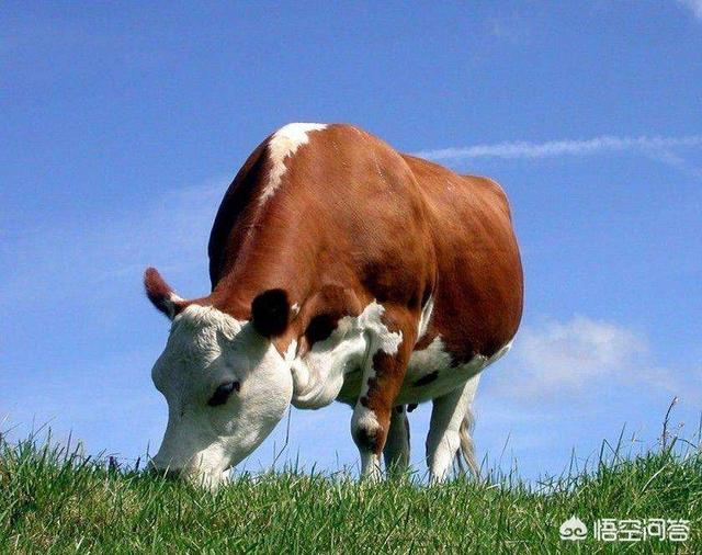 牛疾病百科大全:牛反复发烧用什么药可以好？