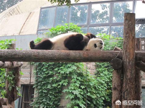 最新猛犬打架视频:什么猛犬可以打败高加索犬？为什么？