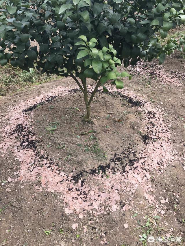 每年给树施肥 两年树施多少肥 如何给树木施肥 头条问答