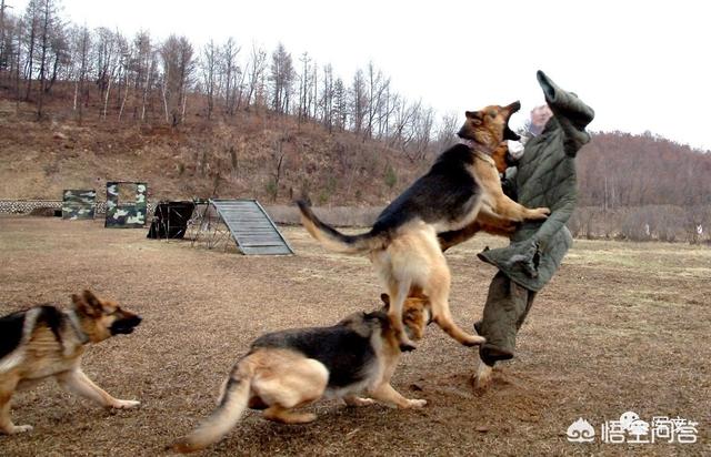 弓背犬如何训练:军犬训练，“无言的战友”是如何快速出击的？