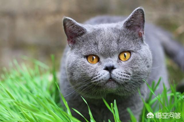蓝猫的脸很小为什么,公蓝猫脸尖为什么？