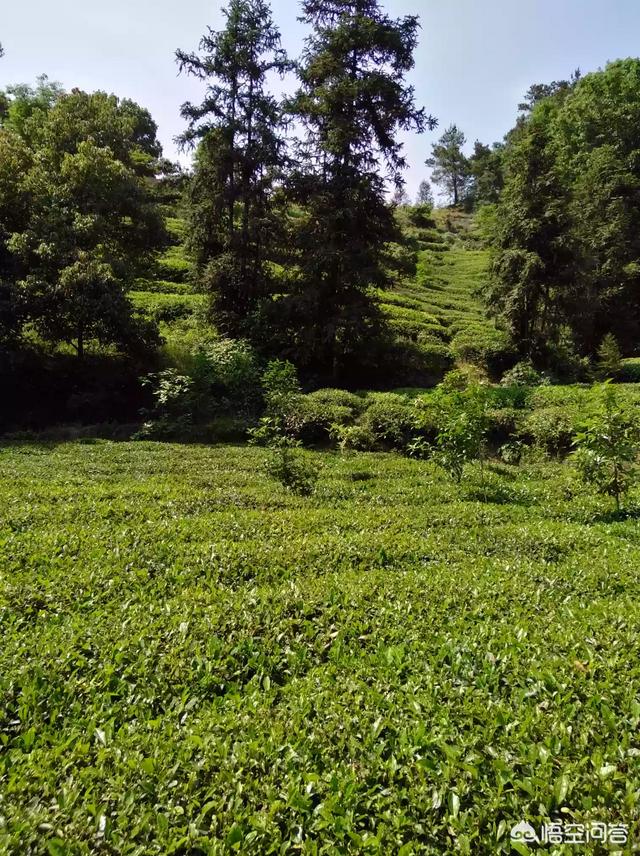不在高山上就种不出好茶吗，种植茶叶对海拔高度、纬度、气候、土壤有怎样的要求