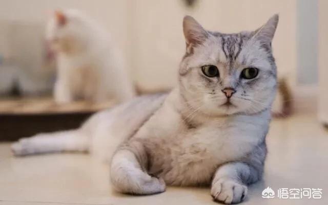 给猫的鸡胸肉怎么做:给猫的鸡胸肉怎么煮 想给猫咪做猫饭，该怎么搭配食材？