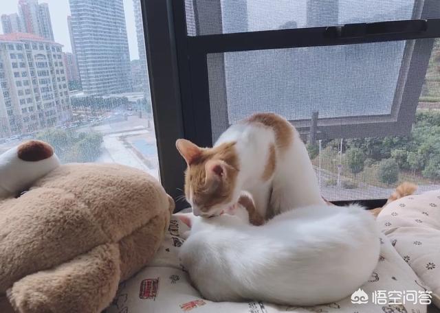 猫瘟:捡了个流浪猫，来家4天了，检测猫瘟弱阳性，是真的猫瘟吗？