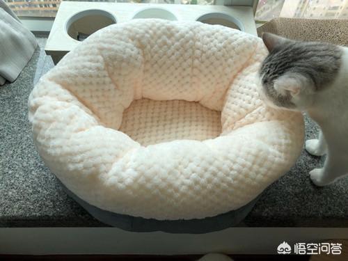 卡尔特猫的猫窝里面很臭:猫为什么在猫窝拉尿，猫尿在窝里后怎么去味呢？ 卡尔特猫长得大吗求回答