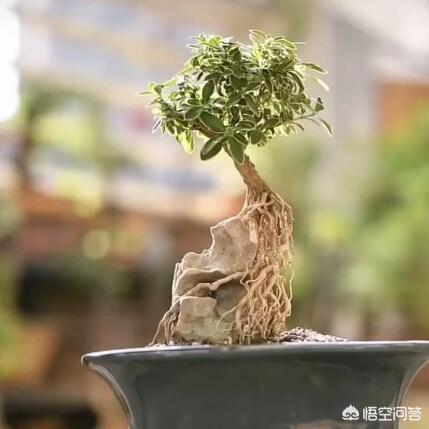 六月雪怎么养:六月雪怎么养家庭养法 六月雪该如何养成盆景呢？