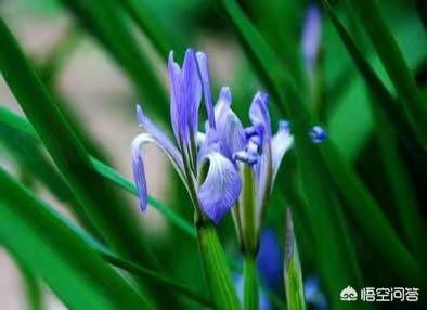 文殊兰能长多高:文殊兰需要怎么养护才能让其开花？