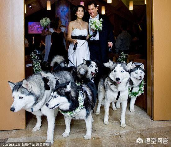 黑色哈士奇吃什么狗粮好:除了狗粮，哈士奇还能吃哪些东西？