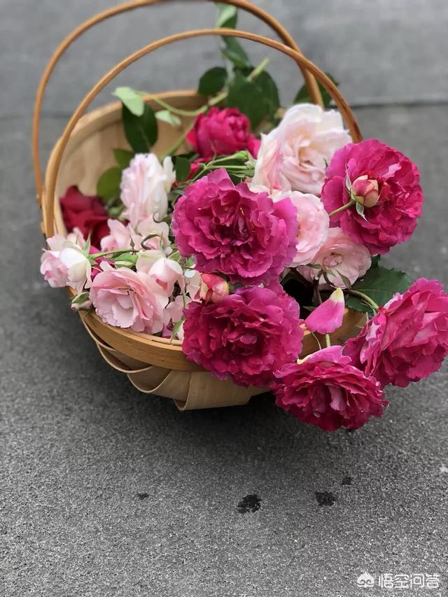 家养月季花栽培:月季花可以无土栽培吗？如何做？