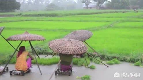 山区打雷灵异事件:在农村有这样的说法：打雷下雨天，不能在水田里干农活，为什么？
