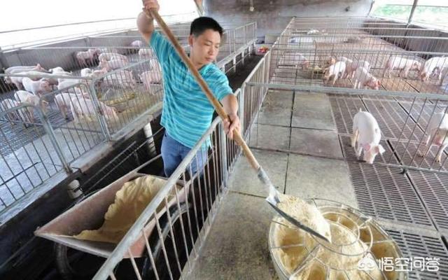 大肠杆菌病英文缩写:在农村养猪，如何防治仔猪大肠杆菌病呢？