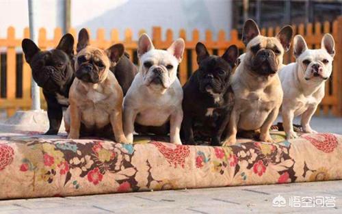 金毛寻回犬能吃肉吗:狗狗长期只吃肉，会不会缺钙？